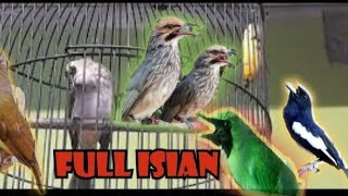 Trucukan Isian Cucak Rowo Cucak Ijo Murai Batu Cucak Keling Kacer Cililin Gelatik Batu