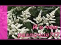 Для астильбоманов -  и не только!  Астильба в саду - как выбрать   нужный сорт.