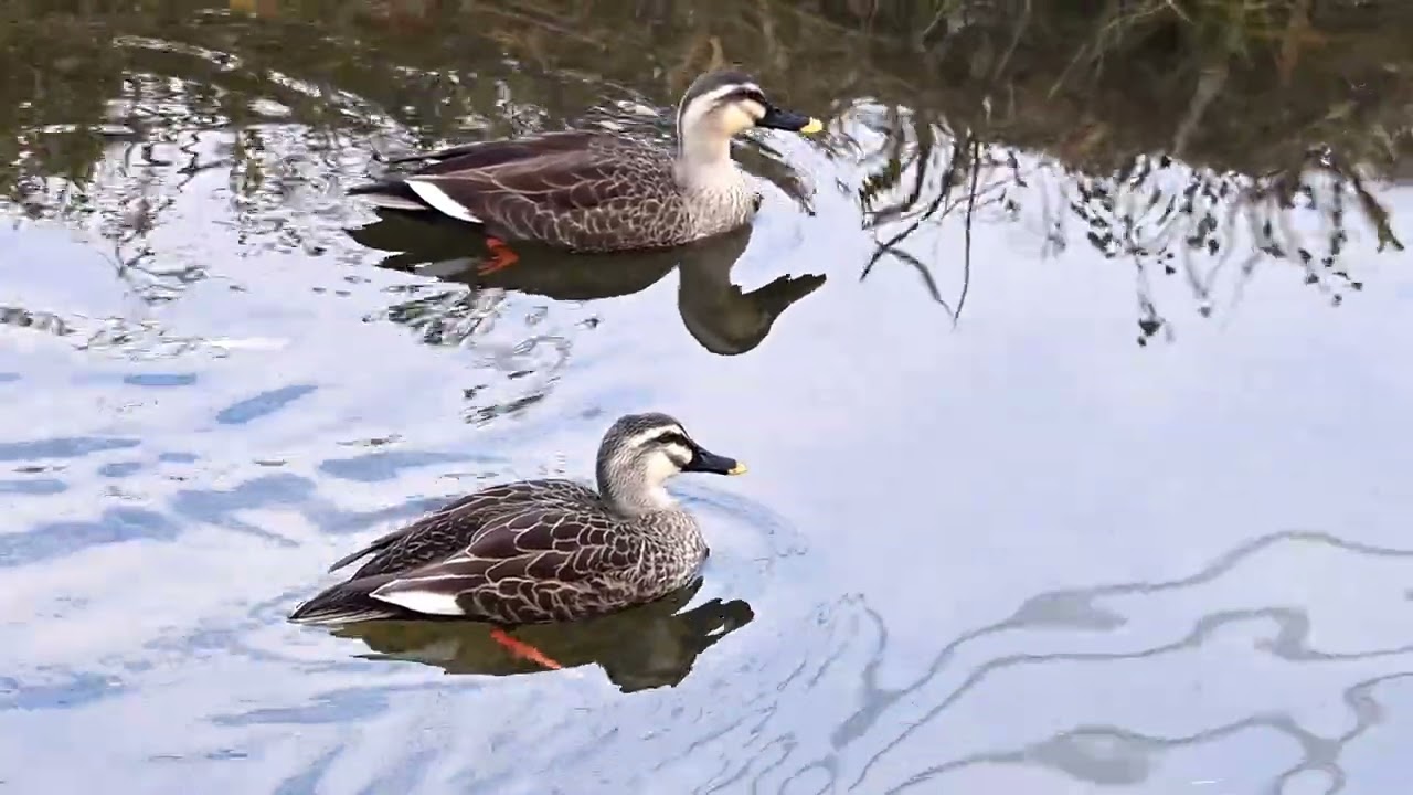 2025年12月29日加茂町！今日のカルガモ・コガモ・マガモ達🦆🦆🦆