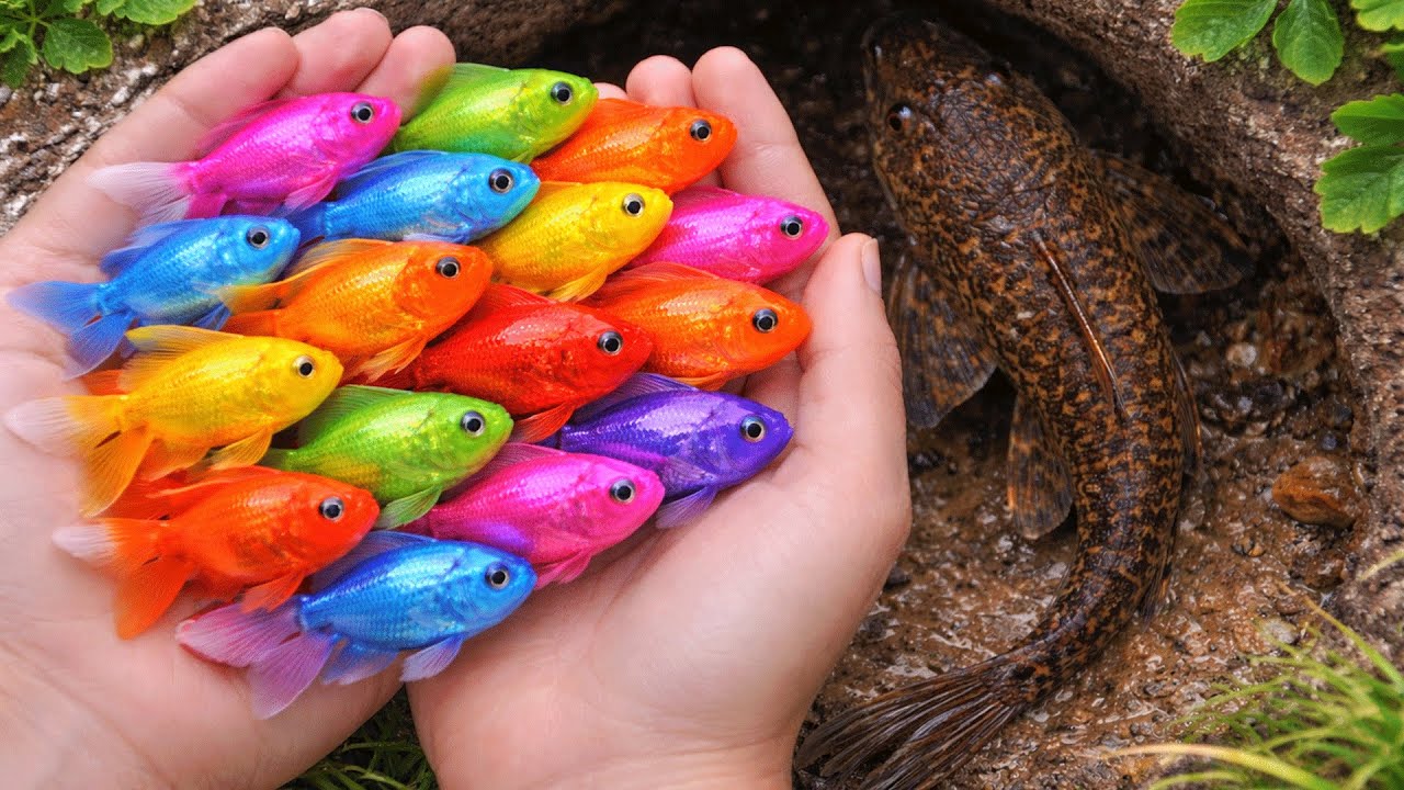 Catch Rare Colorful Aquarium Fish in Giant Eggs | Catfish, Crayfish, Koi | Amazing Catch