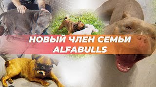 НОВЫЙ ЧЛЕН СЕМЬИ ALFABULLS! Мафи плохо, Малыш лечится, Буля против Джессики, РЕМОНТ В СОБАЧНИКЕ!