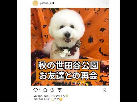 白モフのお友達と再会！ #ビションフリーゼ #いぬのいる生活