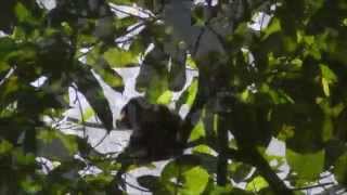 Howler monkeys in Pacuare Reserve, Costa Rica