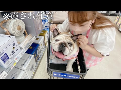 【ブルドッグ】大きいワンちゃんでもカートならどこでも一緒にお買い物できちゃう！