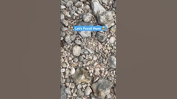 65 Million Year Old Oyster. #shorts #fossil  #learning