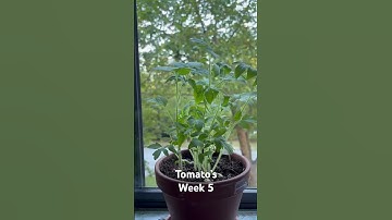 Tomato’s Week 5 | Monika Szucs BCIT #bc #garden #gardening