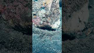 Have you tried macro diving? #muckdiving #macrodiving