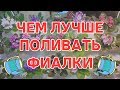 Чем лучше поливать фиалки. Чем удобрять фиалки. Лучшая подкормка для фиалок - раствор для поливки