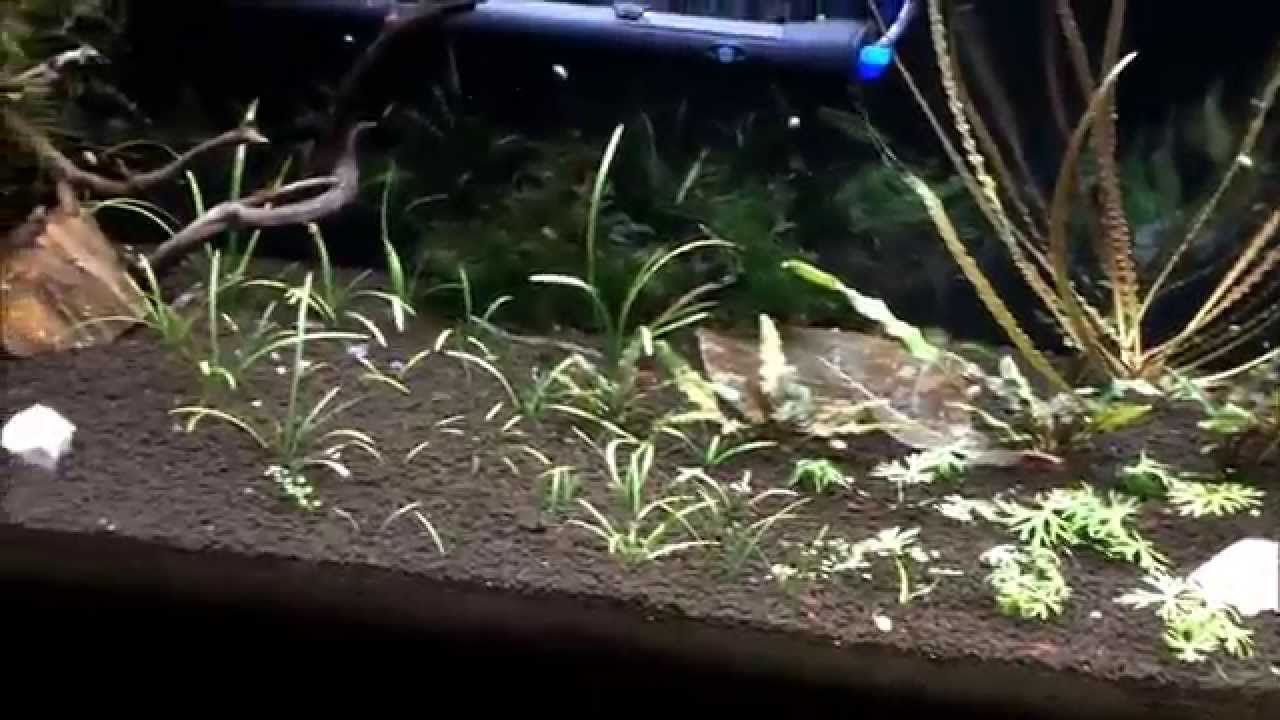 video phone beyonce mp3 The Shrimp Tank 8-20-14
