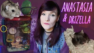 THE FRANKENSTEIN HAMSTER CAGE! | Anna and Drizella's Intake Story | Munchie's Place