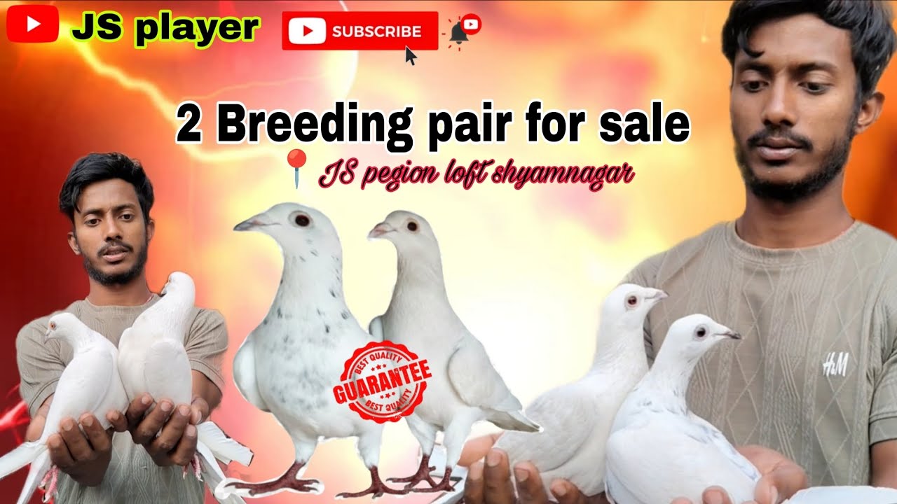 2 Madrazi Breeding pair sale in Reasonable price