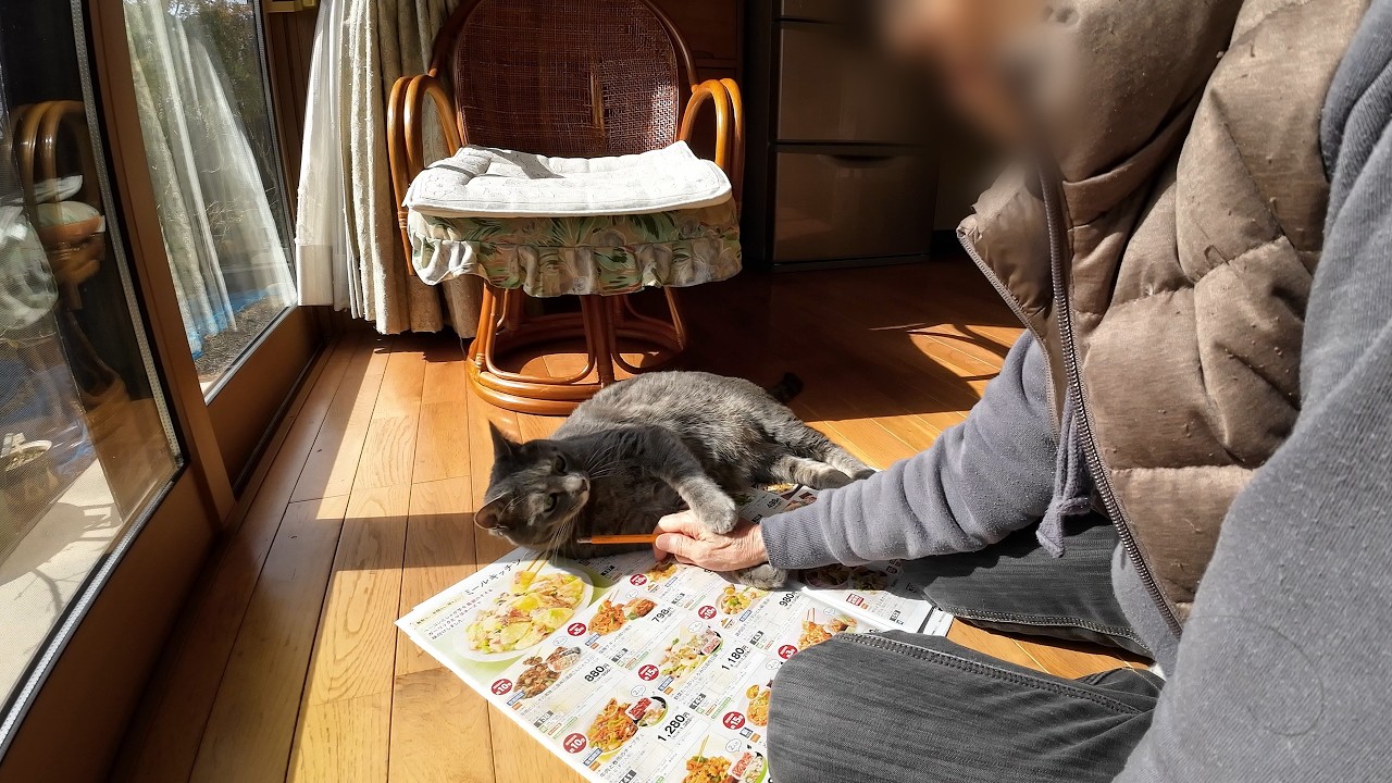 甘えん坊猫とばーばの今日も変わらない、静かな一日｜猫との暮らし