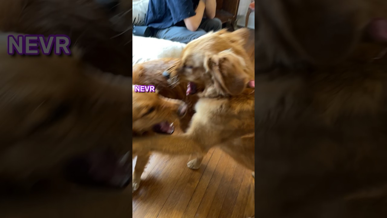 My Dogs are Dinosaurs…