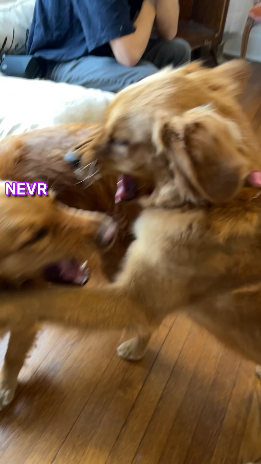 My Dogs are Dinosaurs…