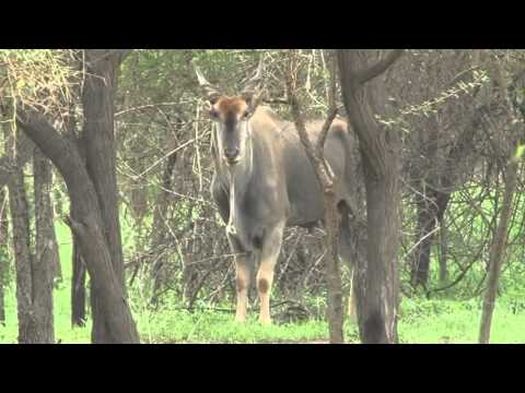 Afrika-Safari im "Reserve de Bandia" 1/2
