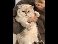 What? #cat #kitten #magichour #shorts #viralshorts #cute