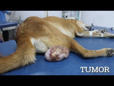 Rescued Female Dog with Vulvar/Vaginal Neoplasia (Vaginal Tumor)