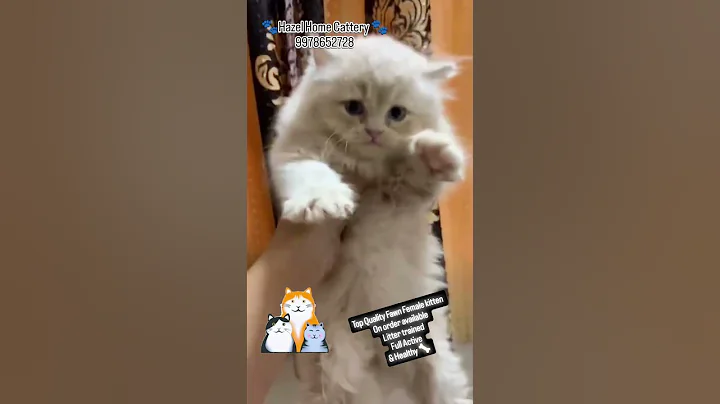 Video 10450711: himalayan cat, persian cat, catlife cute, pets