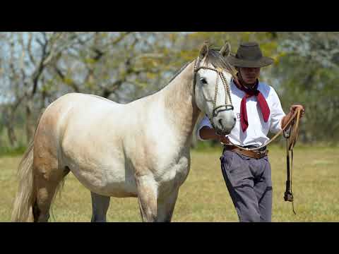 Lote 17 - Basca fera Ferida