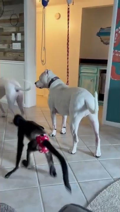 Protect me big bro 🙈 #doglover #dogo #dogoargentino #monkey #animals #dog #funny #videooftheday