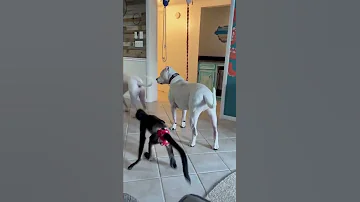 Protect Me Big Bro Doglover Dogo Dogoargentino Monkey Animals Dog Funny Videooftheday 