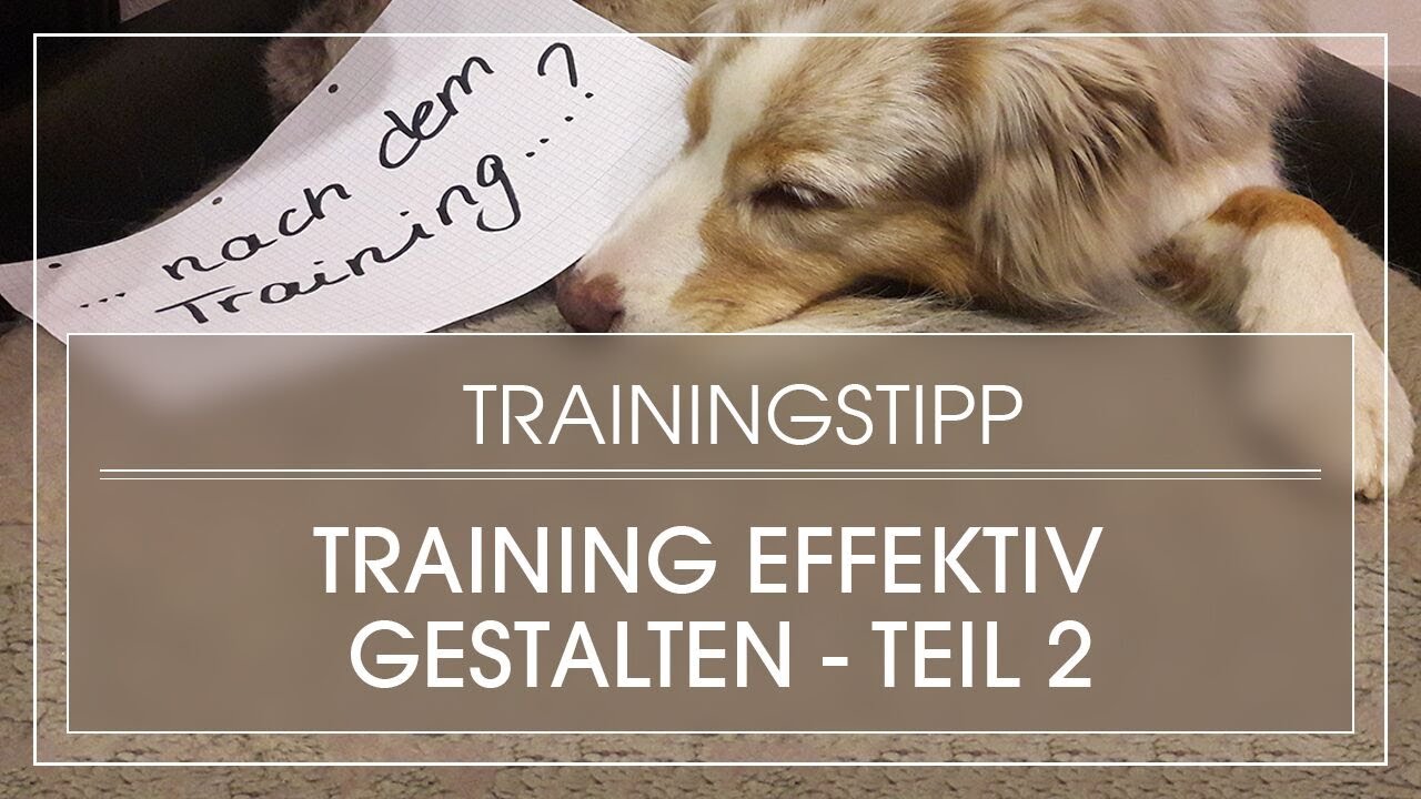 TEIL 2 Hund effektiv trainieren Hundetraining richtig aufbauen YouTube