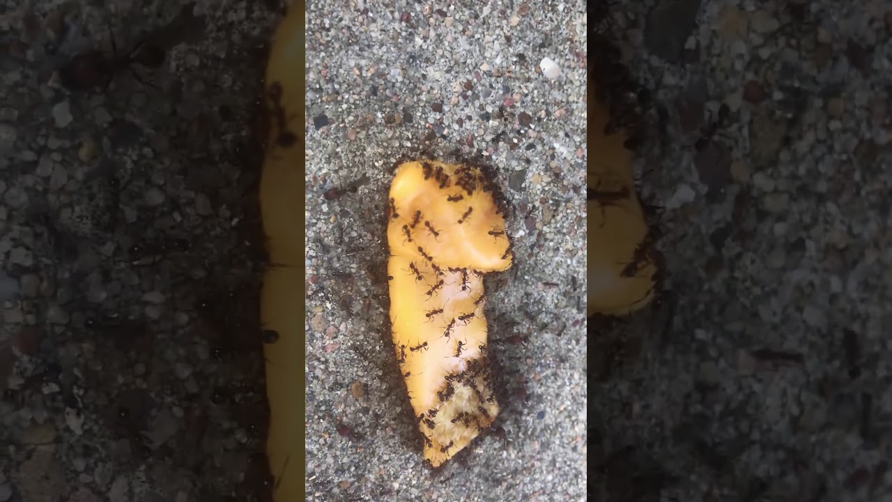 Ants and the cheese YouTube
