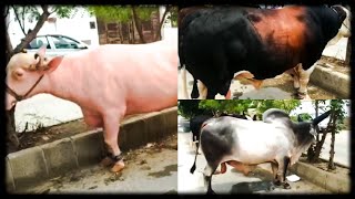 Masallah Hamre Page Memeber Abdulallah Bhai Ka Qurbani Ka Janwer Masaallah