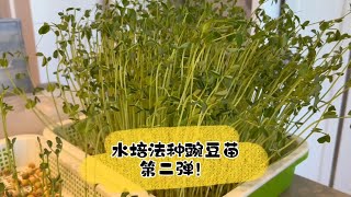 用三种不同种类的豌豆钟豌豆苗用延时摄影记录micro green的生长