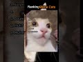 Best meme cats. #funnyshorts