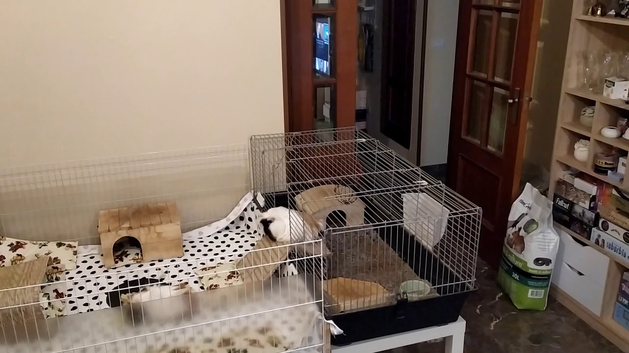 Guinea pigs new home Part 2 Popcorning YouTube