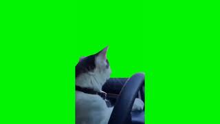 cat driving car meme (green screen)