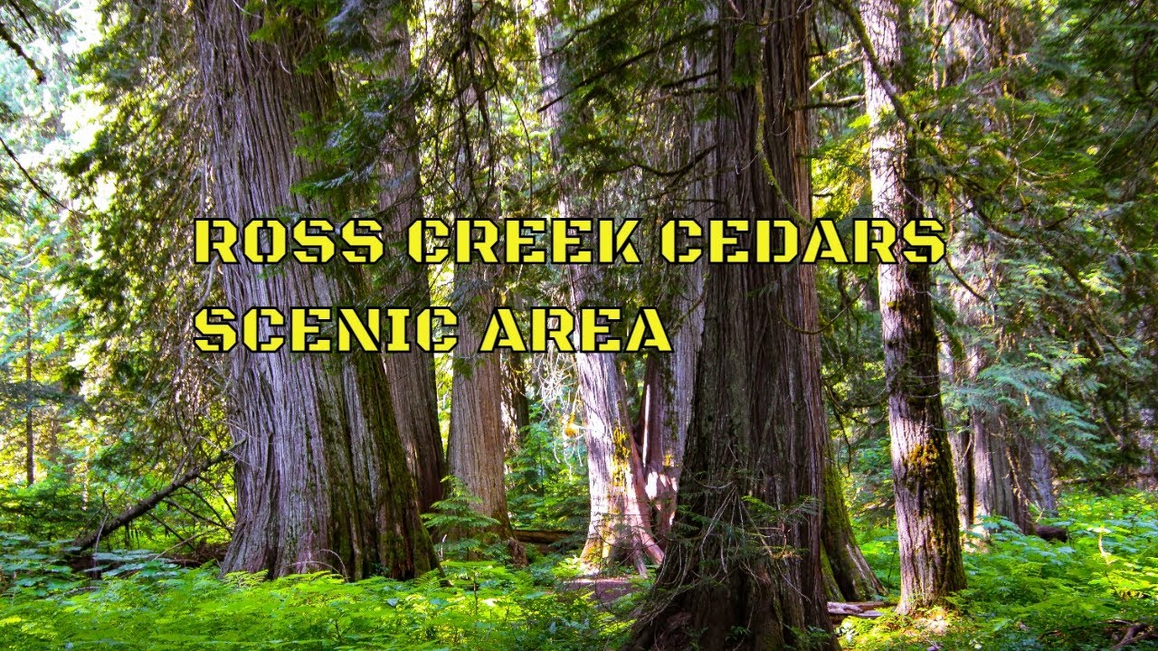 GIANT CEDARS LOOP | ROSS CREEK CEDARS SCENIC AREA | TROY MONTANA | 4K