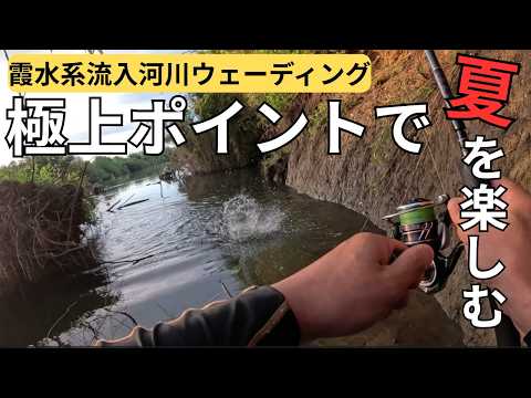 れんこんパパの釣り日誌 - YouTube