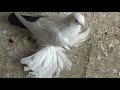 Tauben / Pigeons / Mои голуби / Про чернохвостых голубей 2 /18.08.19