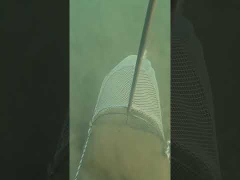mister-rings post: GOPRO HERO 11 E LA PESCA DELLE TELLINE #shorts #pescare #gopro11