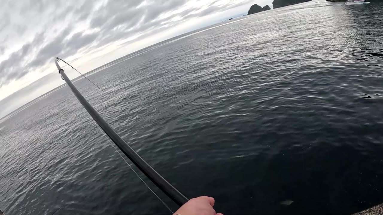 秋の沼津～西伊豆にかけてイカ、魚全力で3日間狙ってみたら予想外の大物ッッ！！