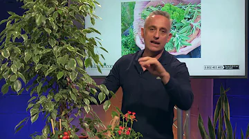 Comment entretenir une plante ficus ?