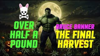 Thanksgiving Half Pound Harvest - SF2000 Complete Grow Tent Kit