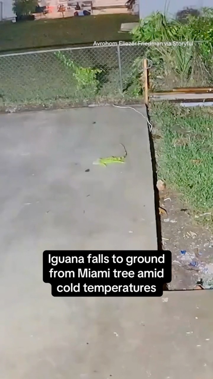 Camera captures iguana falling from Miami tree amid cold temperatures #shorts