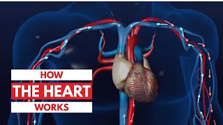 How the heart works l 3D Tour of the heart