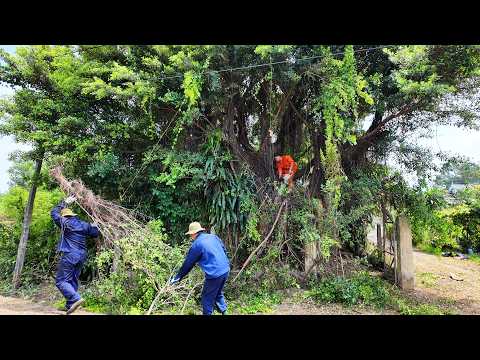 A 50-YEAR-OLD DANGEROUS Tree THREATENING the ROAD — Removed with PROFESSIONAL EQUIPMENT