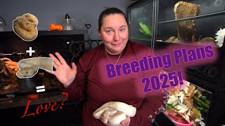 Snake Breeding Plans 2025!