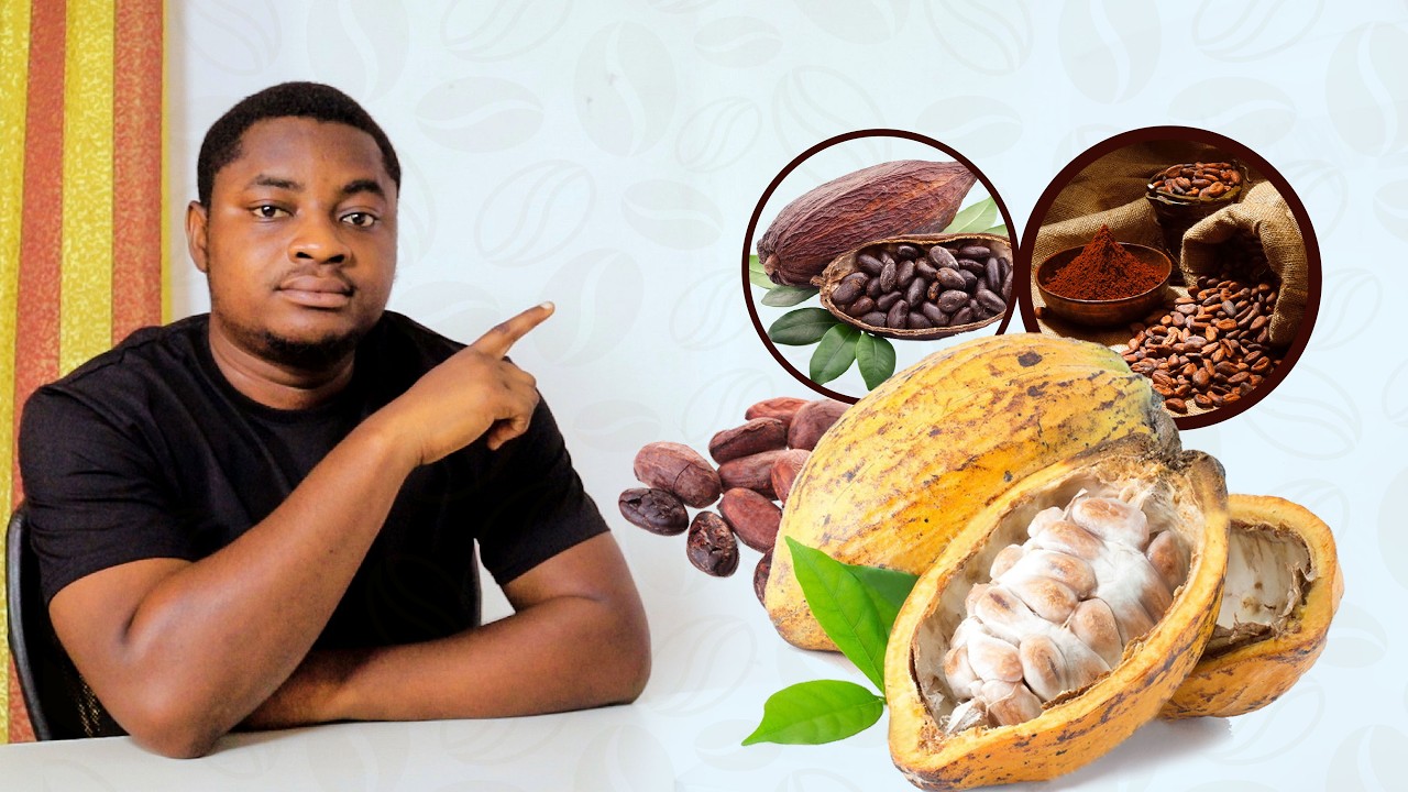 Still from Ghana's Cocoa Crisis Explained: Why Global Prices Are Falling & What It Means for Farmers