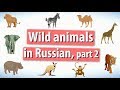 Wild animals in Russian. Part 2.