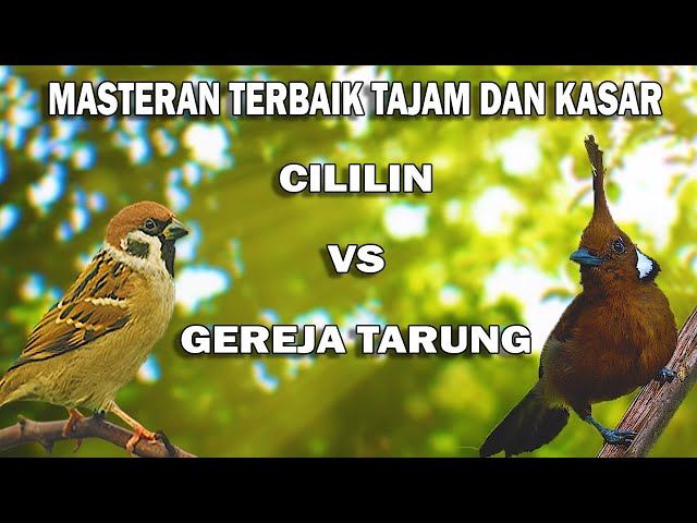 SUARA CILILIN SAMBUNG GEREJA TARUNG KASAR DAN TAJAM UNTUK MASTERAN MURAI BATU DAN KACER ANDA! class=