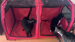 Cat Tent Preview; Moving Cats Across The Country By Car