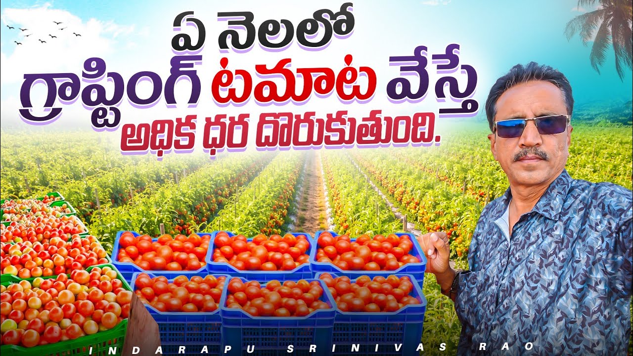 Graphting Tomato Cultivation In Telugu || గ్రాప్టింగ్ టమాట సాగు || టమాట  అంటు మొక్కలు.