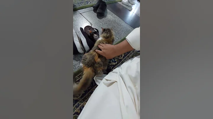 Cute Cat at Masjid Nabvi Roza E Rasool #shorts
