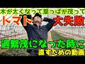 【過繁茂対策と直し方】トマトの木が太い、葉っぱがデカくて緑が濃い。それ果実が出来ません！3段目までで直そう！